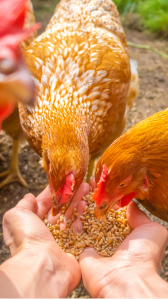 https://chickenplusjo.com/wp-content/uploads/2025/05/Screenshot-2025-05-28-222316-e1748460304179.png